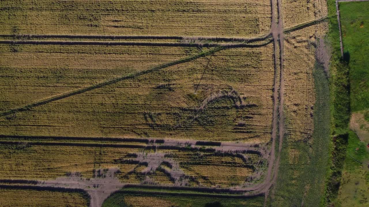 campo listo para la cosecha, vista de la cámara de arriba hacia abajo