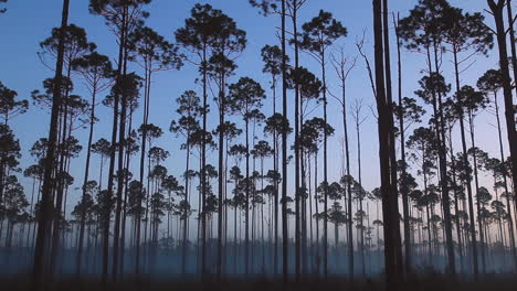 Silhouette-of-long-leaf-pine-forest-in-early-morning-mist