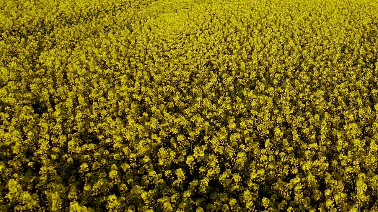 유채밭 위로 공중 드론이 천천히 닫히고, 곡물이 익어가는 동안 노란 꽃이 피고, 느린 동작
