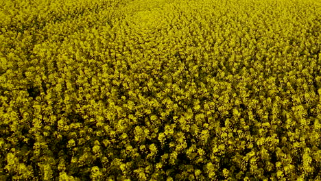 aerial drone close up over rapeseed field slowly, yellow blooming of cereals in ripening cereals, slow motion