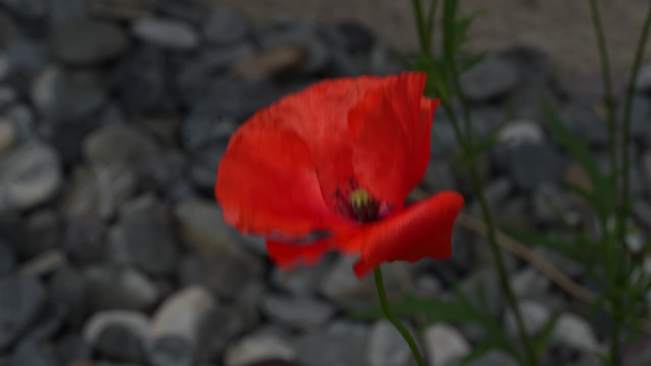 Bright red poppy flower blooming in rocky ground, close up macro with shallow depth of field