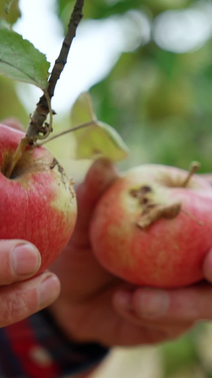 Two apples waving on the tree branch. Hands of unrecognized male pick fresh ripe fruit . Close up. Blurred backdrop. Vertical video
