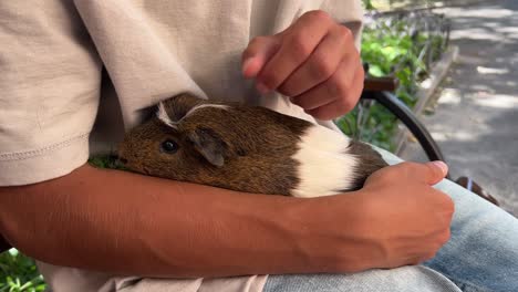 child holding a guinea pig