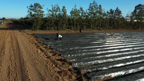 migrants-working-in-strawberries-farm-in-morocco