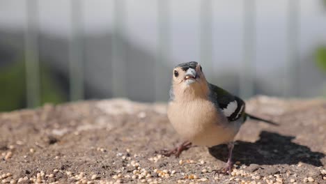 madeira, portugal - pájaro pinzón común alimentándose solo en cámara lenta en un día soleado - toma aérea de drones