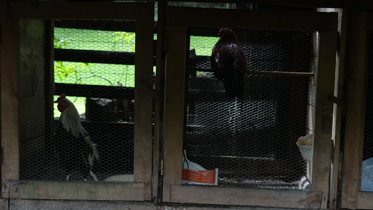 wooden chicken coop on farm with two roosters and hens