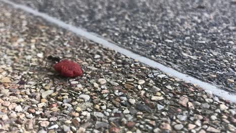 ant drags dog food biscuit across stone floor