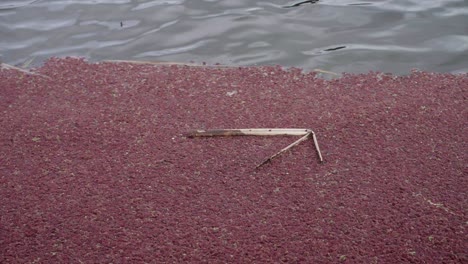 reed floating in the middle of red flowers floating on the river