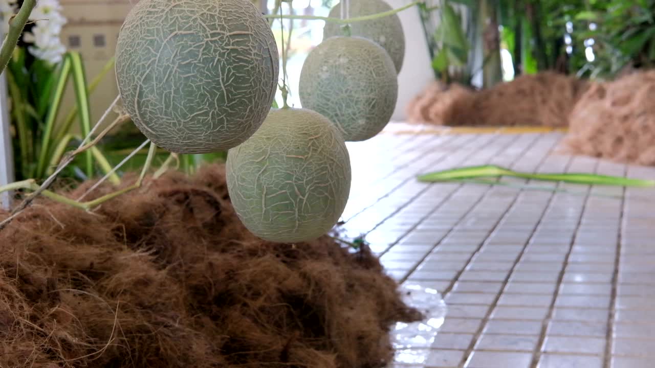 칸탈루프 녹색 멜론은 줄 멜론 그물에 의해 지원되는 농장에서 자란다.