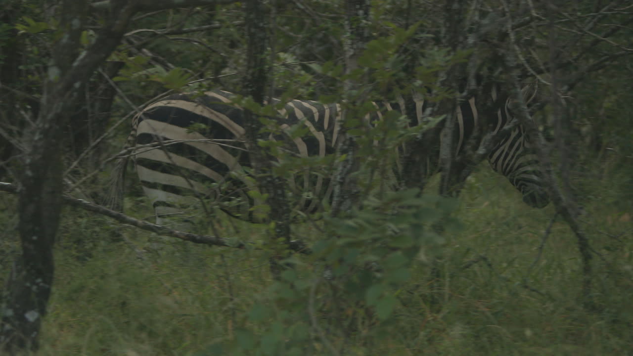 Zebra walking inside bush in Africa