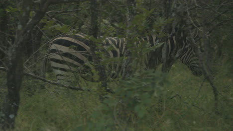 cebra caminando dentro de un arbusto en áfrica