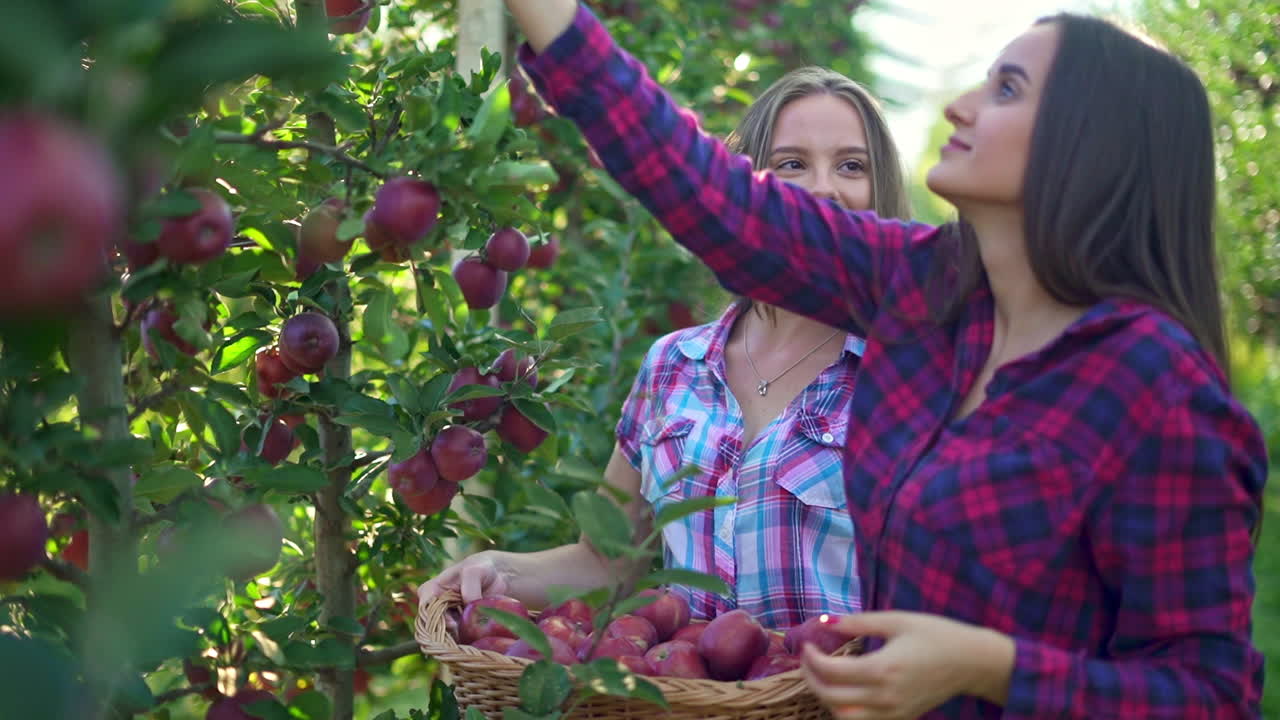 Two women picking fresh apples in an orchard