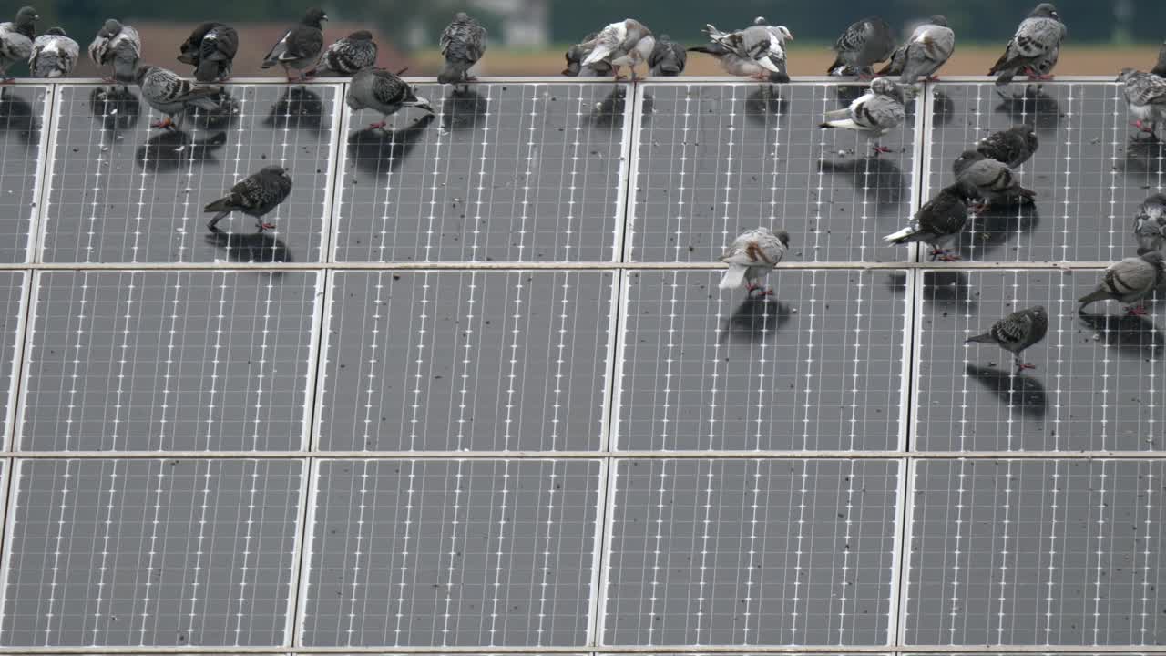 집 옥상에 설치된 태양 전지판에 비둘기 떼, 중간 샷