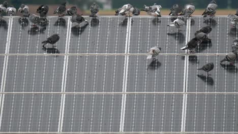 Flock-of-doves-resting-on-solar-panel-installed-on-rooftop-of-house,medium-shot