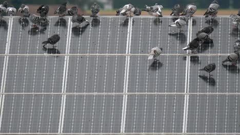 flock of doves resting on solar panel installed on rooftop of house,medium shot