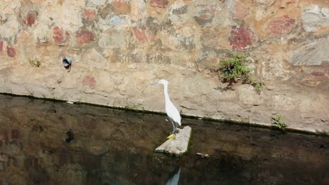 white heron sitting alone on a rock in one of paraguay's polluted rivers