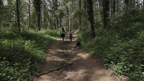mother and child walking with border collie along sunlit forest path, experiencing peaceful outdoor connection amid lush green landscape and dappled shadows