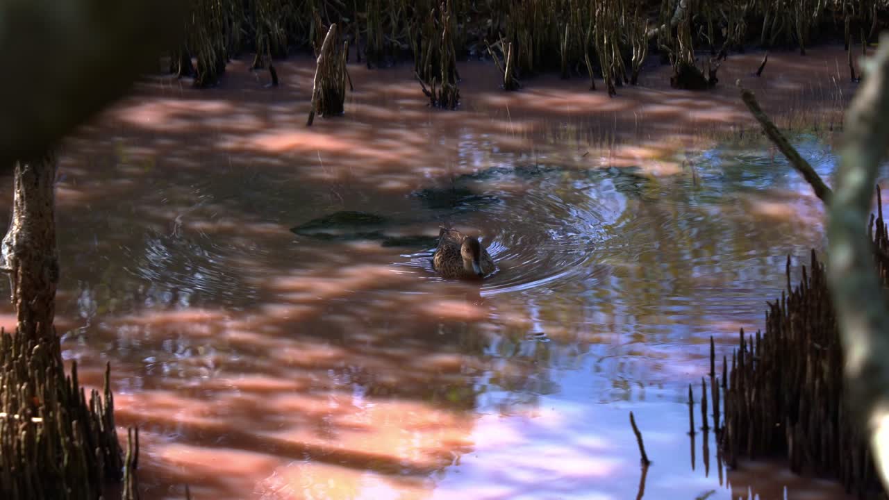 pato azul gris con manchas nadando en los humedales de manglares durante la estación seca con la floración de algas azul-verdes, el aumento de la salinidad provoca que las algas liberen un carotenoide rosa