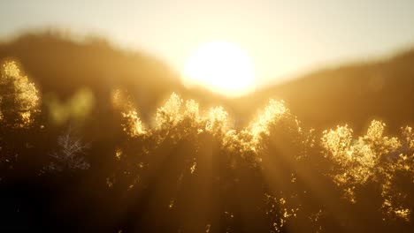 bosque de pinos al amanecer con cálidos rayos de sol