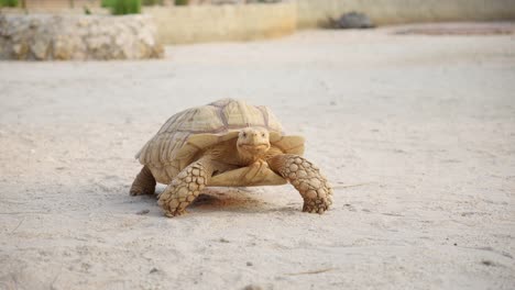 african spurred tortoise or centrochelys sulcata walks slowly across dry sandy ground