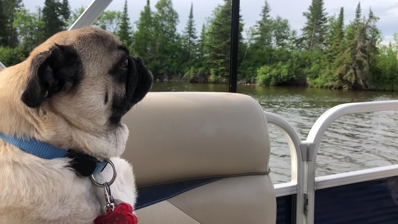 perro pug sentado en un barco de pontón mientras viaja en el río en primer plano mirando hacia adelante manitoba canada