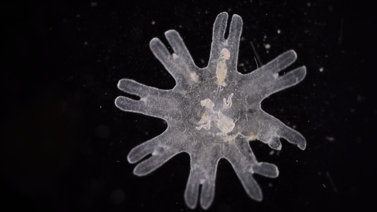 Microscopic Transparent Star-shaped Marine Organism