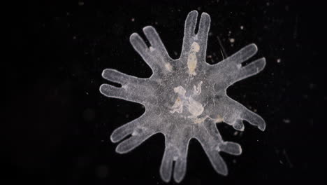 microscopic transparent star-shaped marine organism