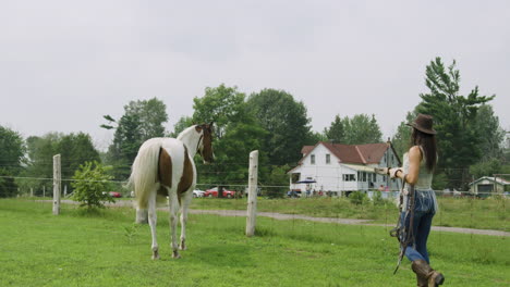 caballo pinto macho adulto en un campo, joven vaquera camina ofreciendo comida