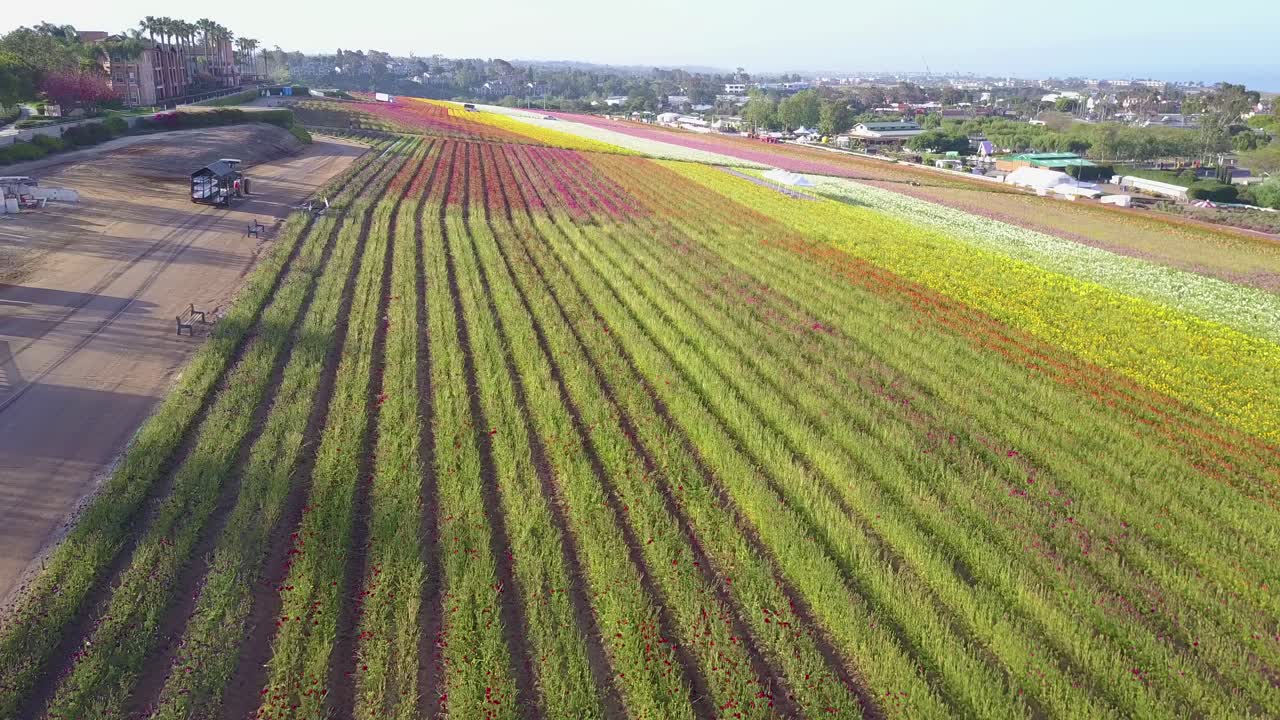 낮고 빠른 공중선은 끝없이 펼쳐지는 형형색색의 상업용 꽃 2