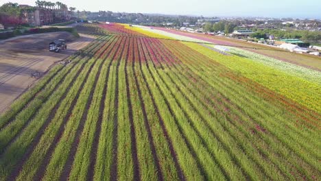 a low fast aerial reveals endless fields of colorful commercial flowers 2