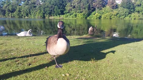 ganso de canadá parado sobre una pierna y descansando