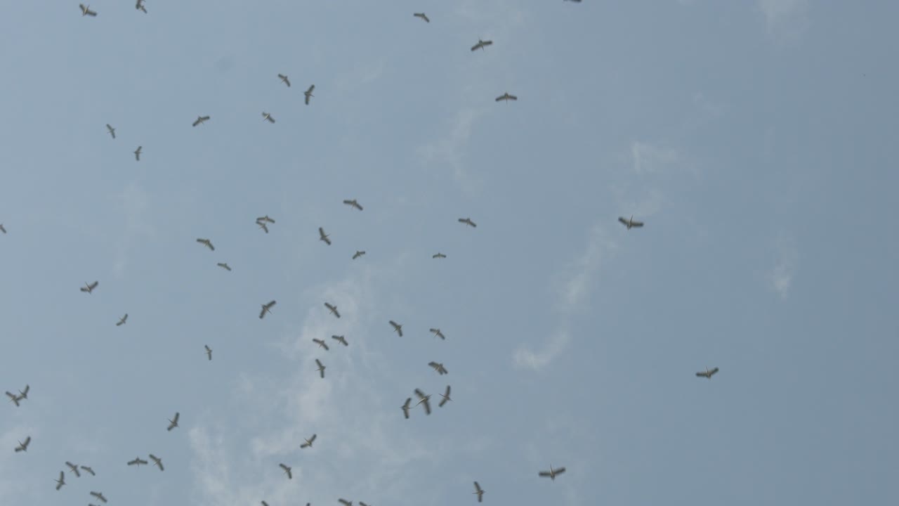 flock of asian openbill birds flying