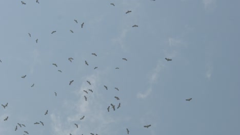 bandada de aves asiáticas de pico abierto volando