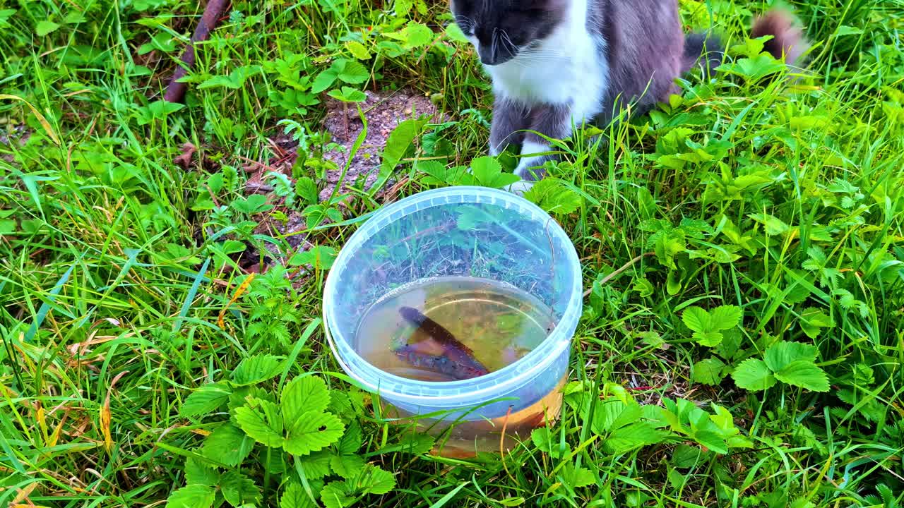 Curious Cat Watching Live Fish Inside Plastic Container on Green Summer Grass