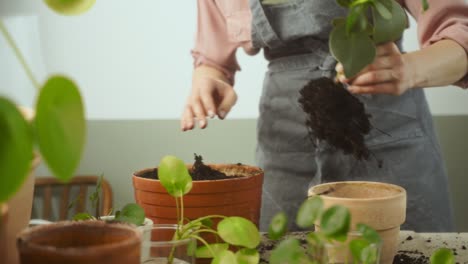 female gardener uprooting clusia rosea plant