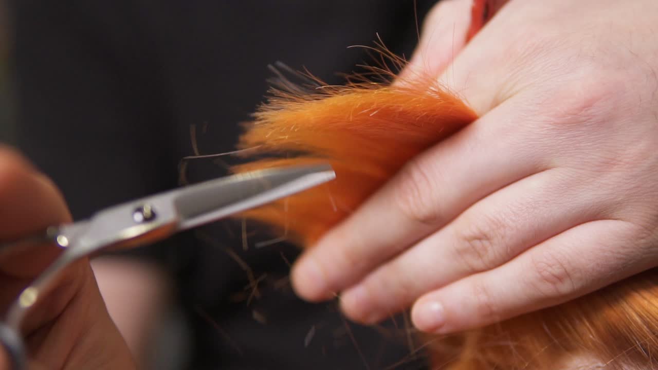Male hands holding a hair strand and cutting it using scissors and comb. Close Up view of redhead woman's hair being cut by a