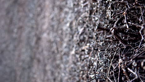 macro shot of graduation tower with saltwater dripping on brush and branches