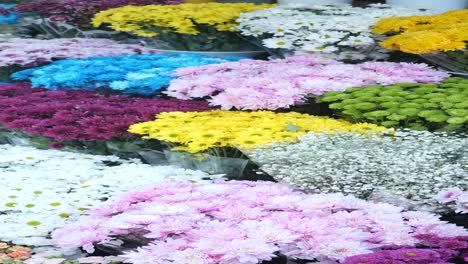 colorful chrysanthemum and daisy flower display