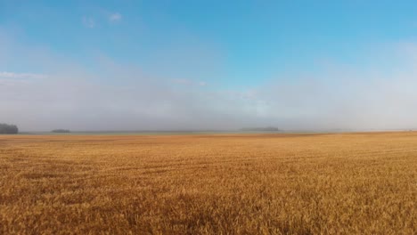 high aerial flight of a harvested wheat field in alberta canada