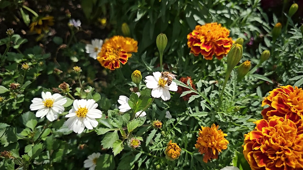 Rallentatore di un'ape che raccoglie nettare da fiori sbocciati in un rigoglioso giardino estivo.