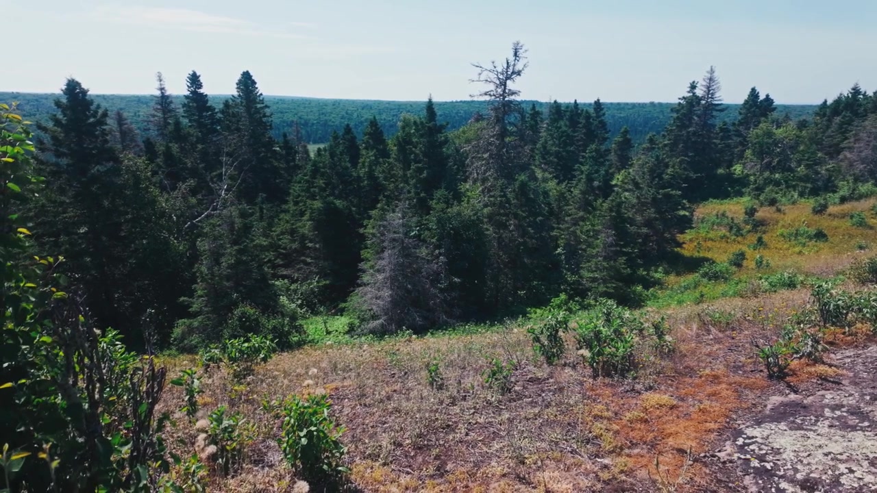 En stillbild av ett grönt landskap med träd och naturligt gräs en sommardag.