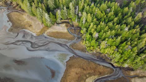 Los-árboles-De-Un-Bosque-A-Lo-Largo-De-La-Costa-De-Bc-En-Columbia-Británica-Canadá