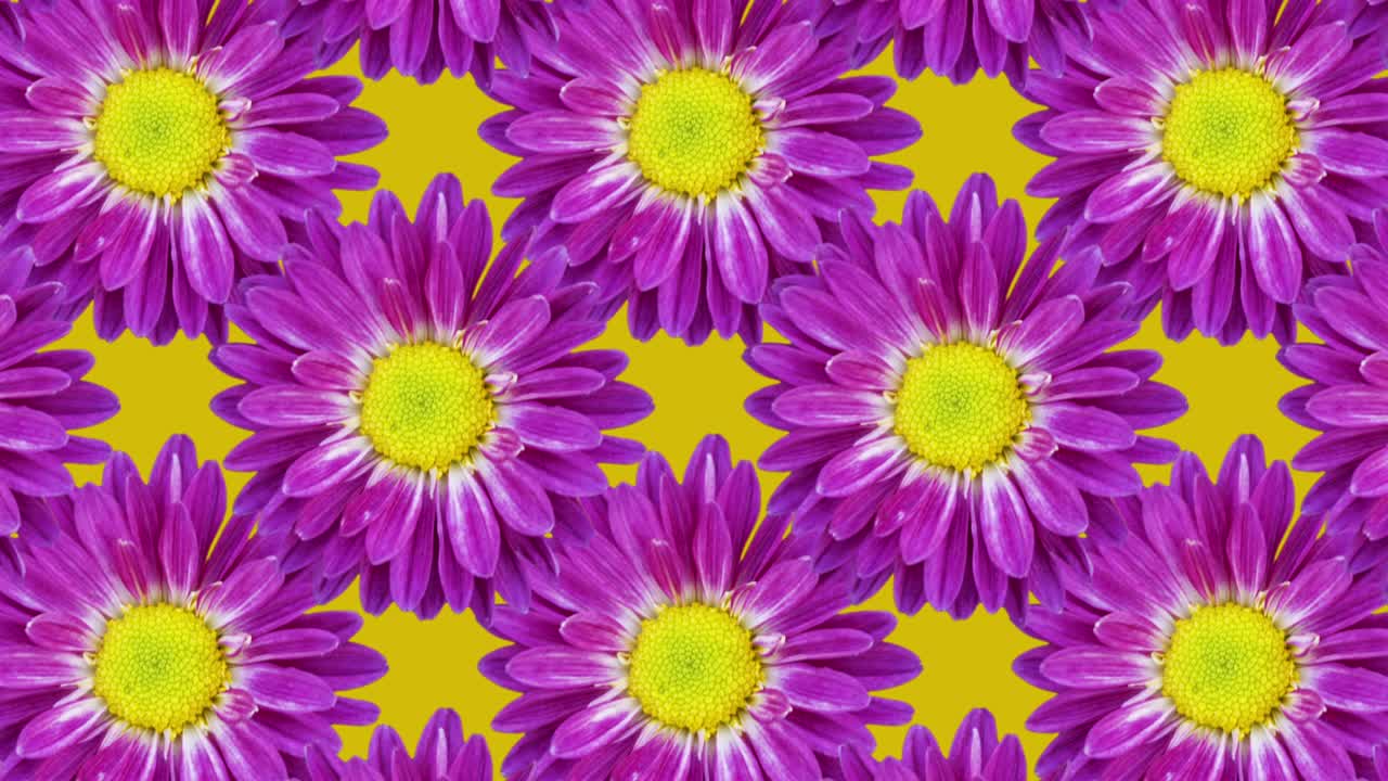 Fundo amarelo com crisântemos. Padrão de animação floral com um loop suave