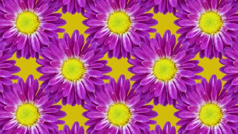 telón de fondo amarillo con crisantemos. patrón de animación floral con un bucle liso