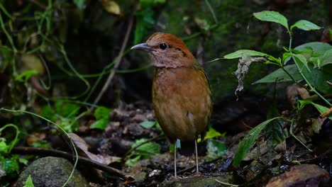 la pitta de nuca oxidada es un ave confiada que se encuentra en hábitats de bosques montañosos de gran altura, hay muchos lugares en tailandia para encontrar esta ave