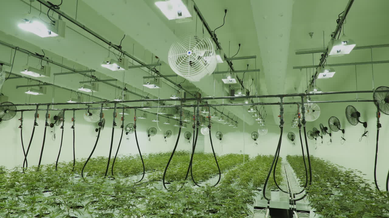 마리화나 식물은 실내에서 많은 식물을 재배하는 작업을 합니다.