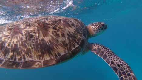 Excelente-Primer-Plano-De-Una-Tortuga-Nadando-En-Indonesia