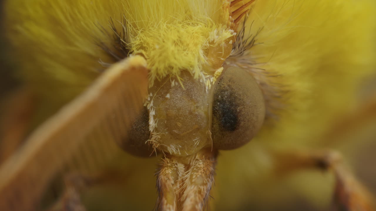 Close-up macro view of compound eyes of Canary-shouldered Thorn moth