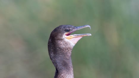 close up look of a black neotropic cormorant in nature with its beak open moving its throat to thermoregulate