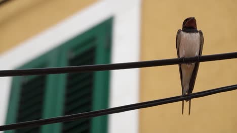 Rauchschwalbe-Sitzt-Auf-Einem-Draht-Mit-Einem-Gelben-Gebäude-Und-Grünem-Fensterladen-Dahinter,-Zeitlupe